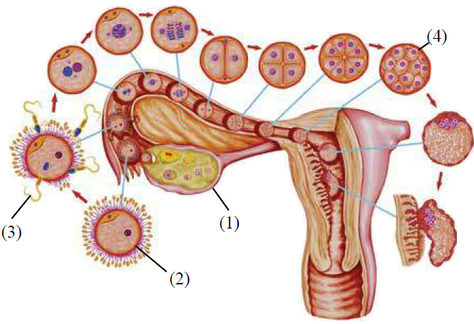 عملية الإخصاب وتطور الزيجوت في الأسبوع الأول من الإخصاب عملية الإخصاب وتطور الزيجوت في الأسبوع الأول من الإخصاب